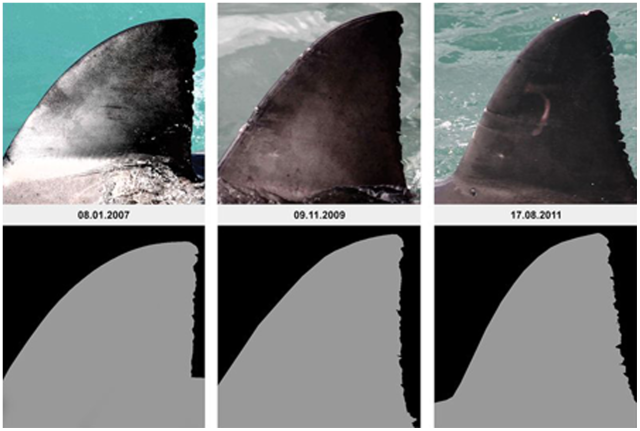 Dorsal fin identification images of one of the sharks (named "Darwin") in the study.