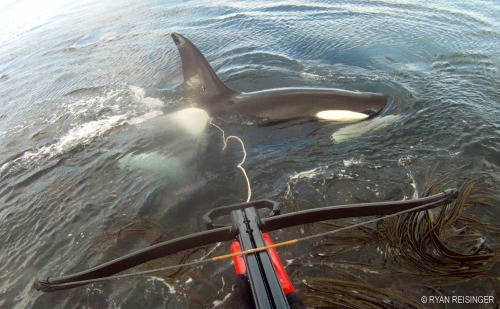 Still frame from a point of view video showing satellite tagging of an adult male killer whale (M007) at Marion Island. The tag can be seen in the dorsal fin. © RYAN REISINGER