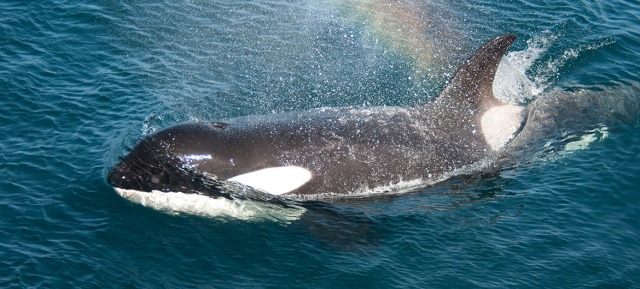 A killer whale breaks the surface in Rockhopper Bay at Marion Island.
